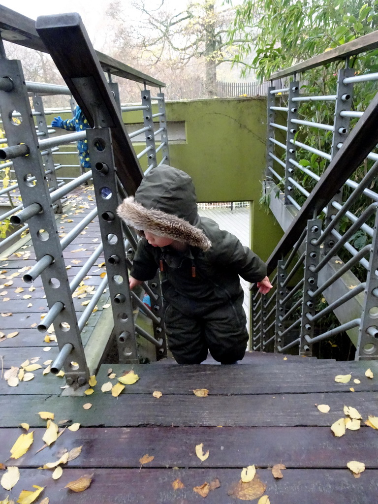 Max at the platform at the Asian Elephant enclosure at the Antwerp Zoo