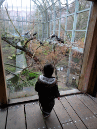 Max and Hooded Vultures in the Aviary next to the Hippotopia building at the Antwerp Zoo