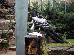 Rüppell`s Vulture in the Aviary next to the Hippotopia building at the Antwerp Zoo