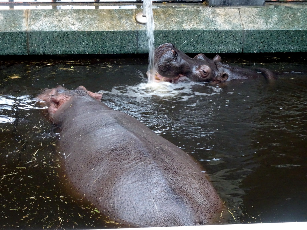 Hippopotamuses at the Hippotopia building at the Antwerp Zoo