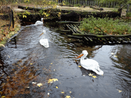 Dalmatian Pelicans at the Antwerp Zoo