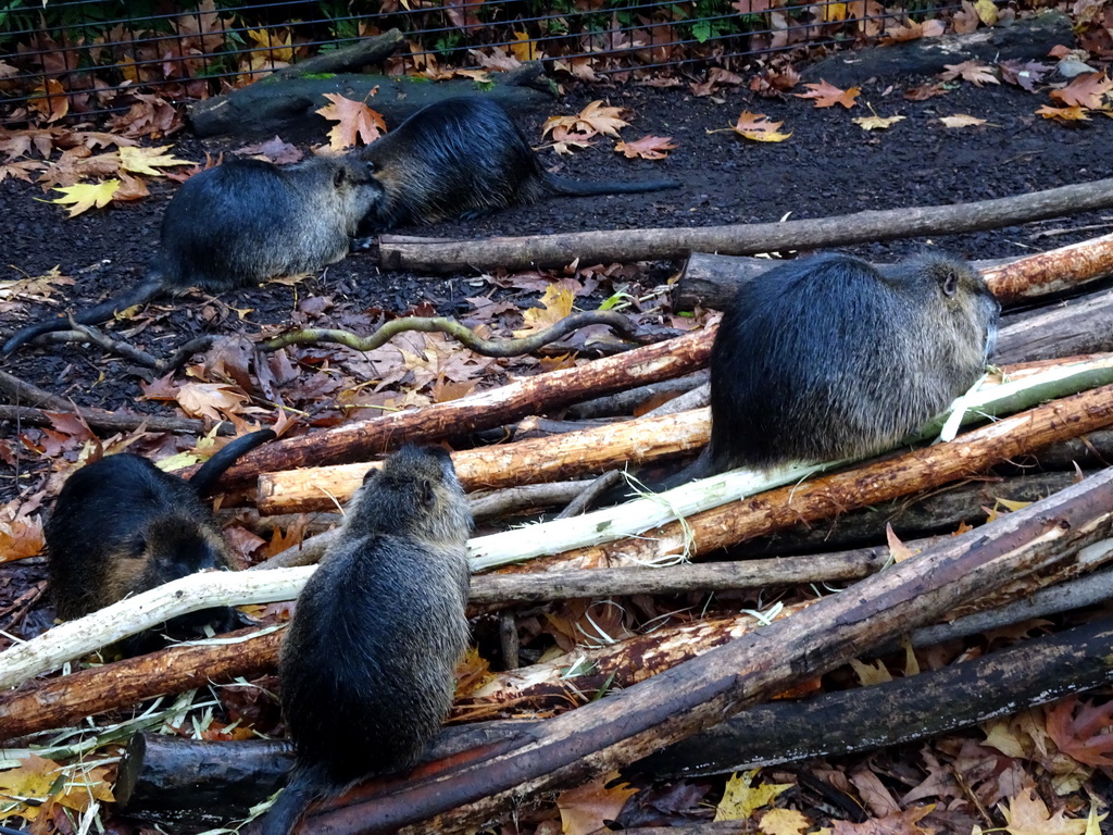 Coypus at the Antwerp Zoo