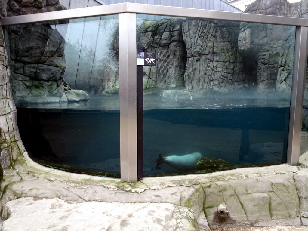 Harbor Seal under water at the Antwerp Zoo