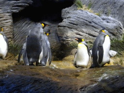 King Penguins at the Vriesland building at the Antwerp Zoo