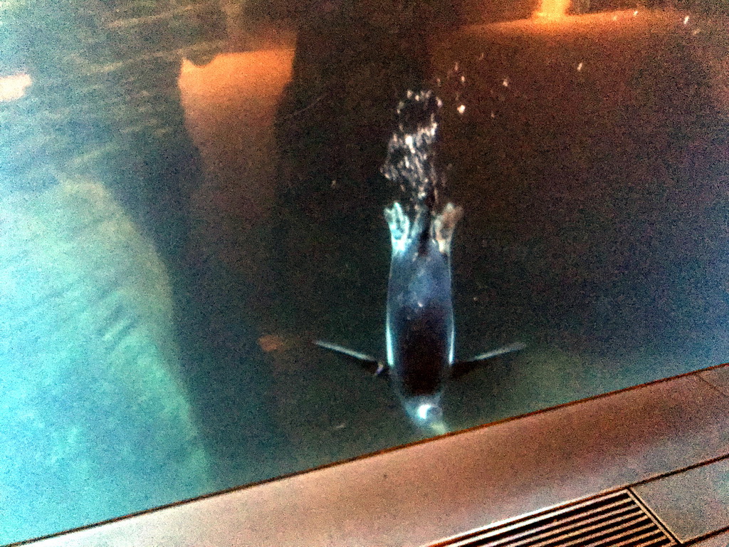 Gentoo Penguin under water at the Vriesland building at the Antwerp Zoo