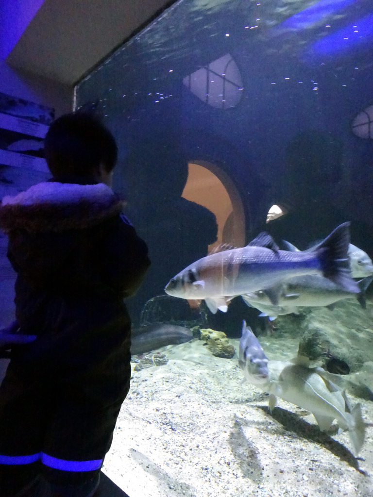 Max and fish at the Aquarium of the Antwerp Zoo