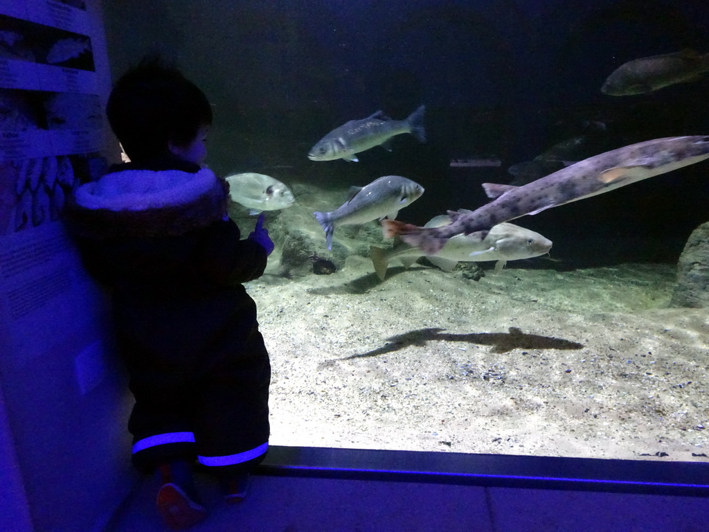 Max and fish at the Aquarium of the Antwerp Zoo