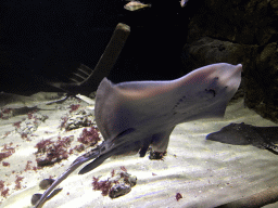 Stingrays at the Aquarium of the Antwerp Zoo