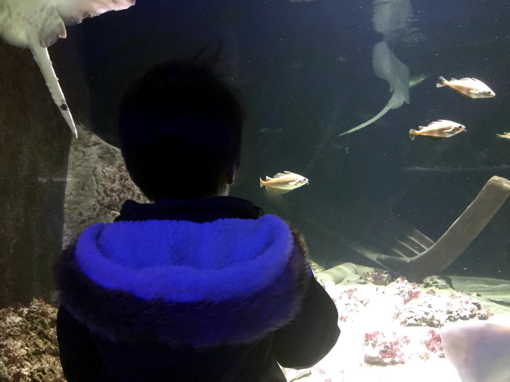 Max, stingrays and other fish at the Aquarium of the Antwerp Zoo
