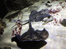 Stingrays at the Aquarium of the Antwerp Zoo