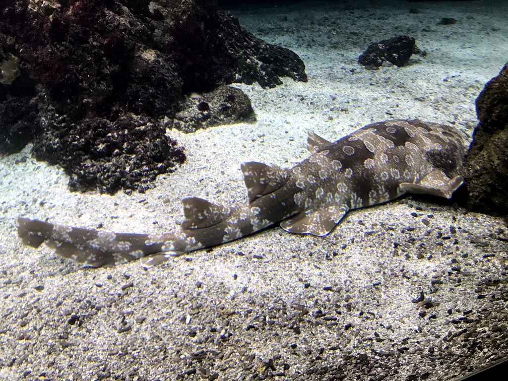 Spotted Wobbegong at the Aquarium of the Antwerp Zoo