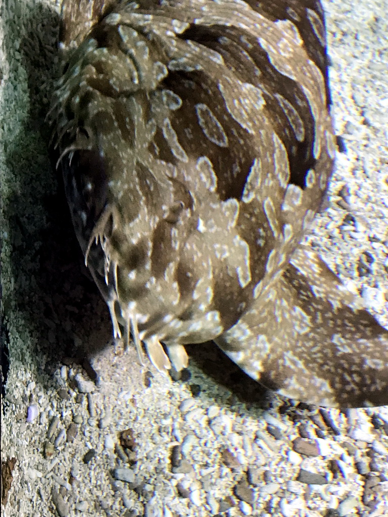 Head of a Spotted Wobbegong at the Aquarium of the Antwerp Zoo