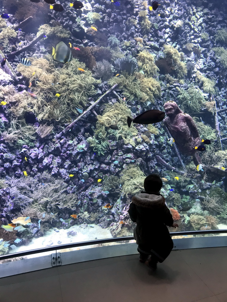 Max, fish, coral and a ship wreck at the Reef Aquarium at the Aquarium of the Antwerp Zoo