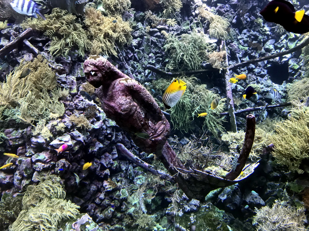 Fish, coral and a ship wreck at the Reef Aquarium at the Aquarium of the Antwerp Zoo