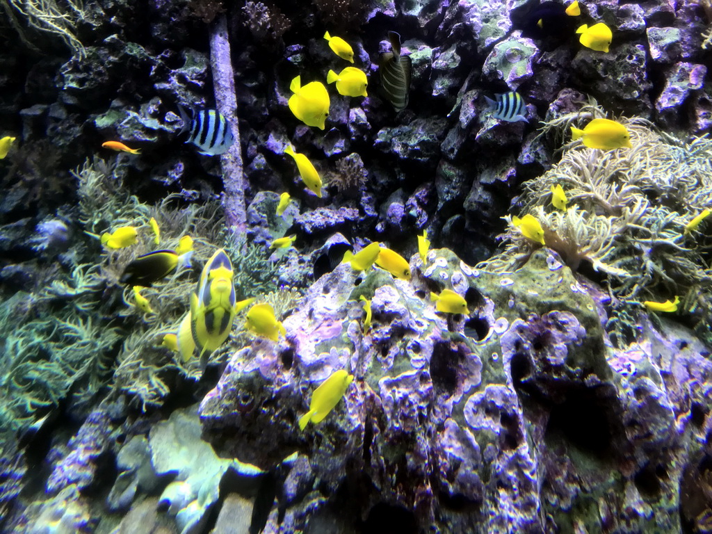 Fish and coral at the Reef Aquarium at the Aquarium of the Antwerp Zoo