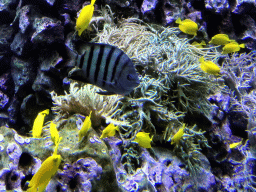 Fish and coral at the Reef Aquarium at the Aquarium of the Antwerp Zoo