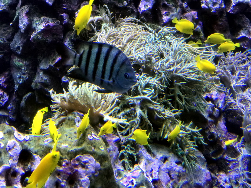 Fish and coral at the Reef Aquarium at the Aquarium of the Antwerp Zoo