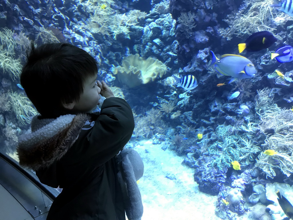 Max, fish and coral at the Reef Aquarium at the Aquarium of the Antwerp Zoo