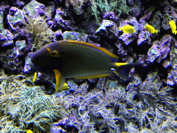 Fish and coral at the Reef Aquarium at the Aquarium of the Antwerp Zoo