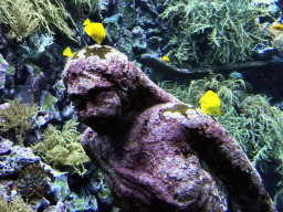 Fish, coral and a ship wreck at the Reef Aquarium at the Aquarium of the Antwerp Zoo