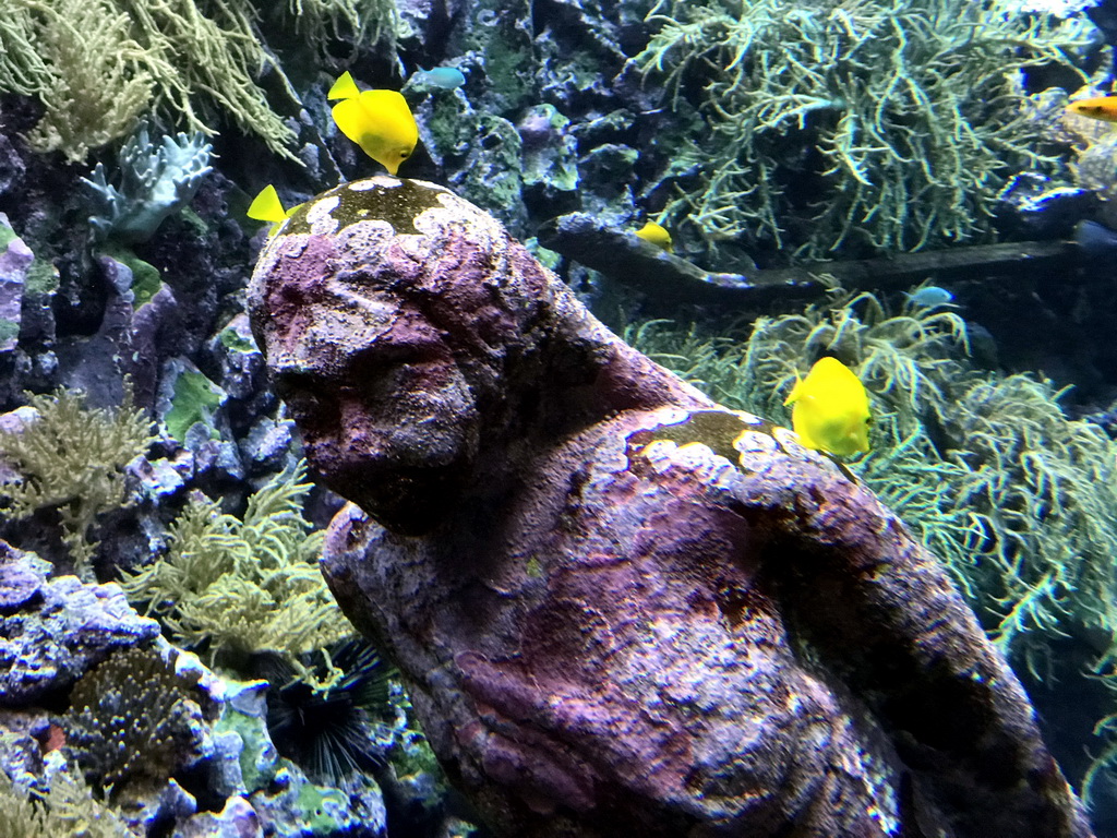 Fish, coral and a ship wreck at the Reef Aquarium at the Aquarium of the Antwerp Zoo