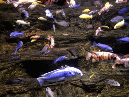 Fish at the Aquarium of the Antwerp Zoo