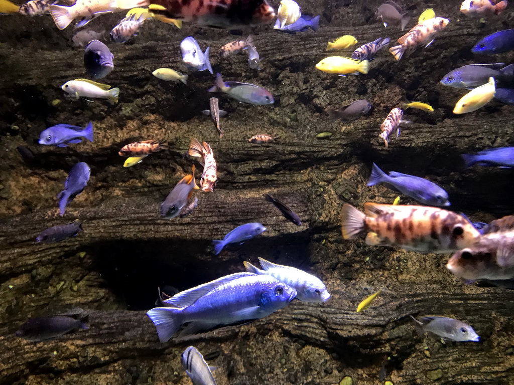 Fish at the Aquarium of the Antwerp Zoo