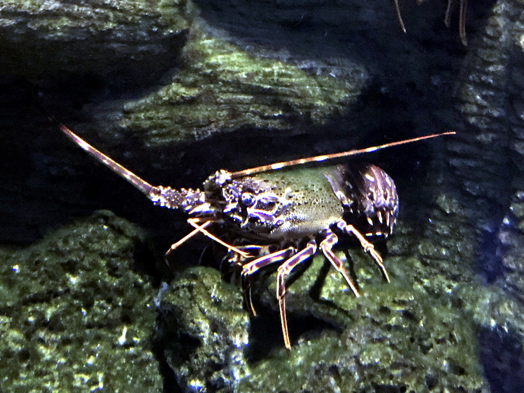 Spiny Lobster at the Aquarium of the Antwerp Zoo