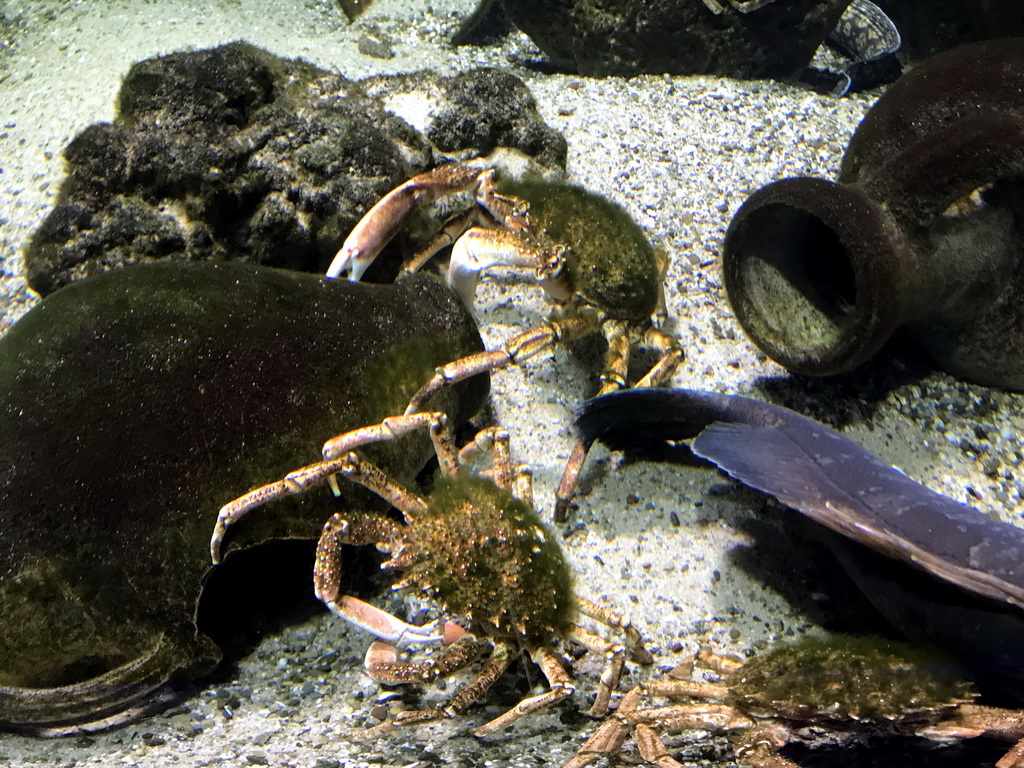 Crabs at the Aquarium of the Antwerp Zoo