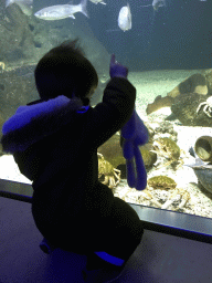 Max, crabs and fish at the Aquarium of the Antwerp Zoo