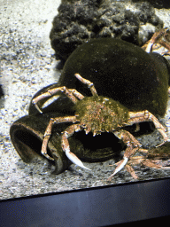 Crabs at the Aquarium of the Antwerp Zoo