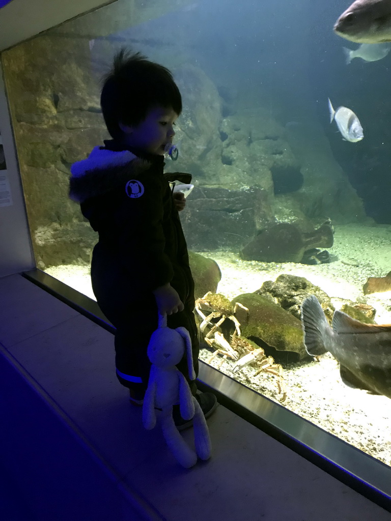Max, crabs and fish at the Aquarium of the Antwerp Zoo