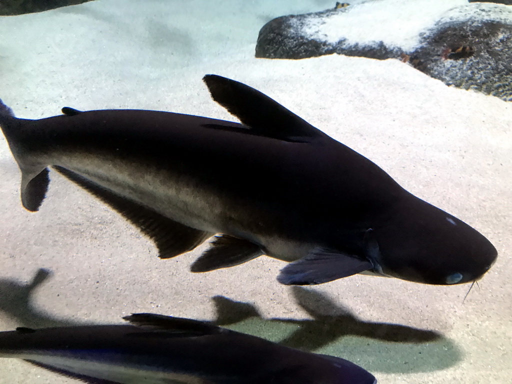 Fish at the Aquarium of the Antwerp Zoo