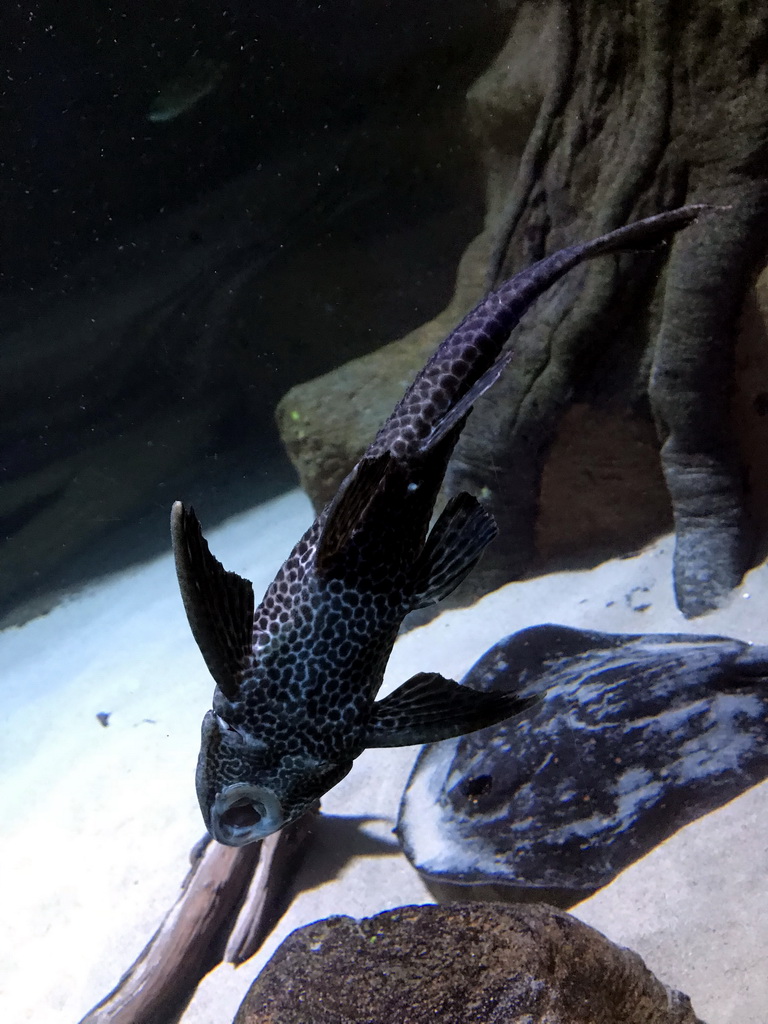 Fish at the Aquarium of the Antwerp Zoo