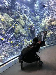 Max, fish, coral and a ship wreck at the Reef Aquarium at the Aquarium of the Antwerp Zoo