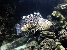 Lionfish at the Aquarium of the Antwerp Zoo
