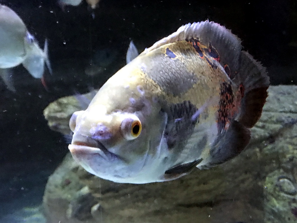 Piranha at the Aquarium of the Antwerp Zoo