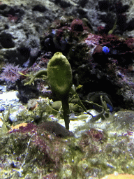 Coral at the Aquarium of the Antwerp Zoo