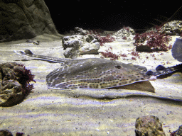 Stingray at the Aquarium of the Antwerp Zoo