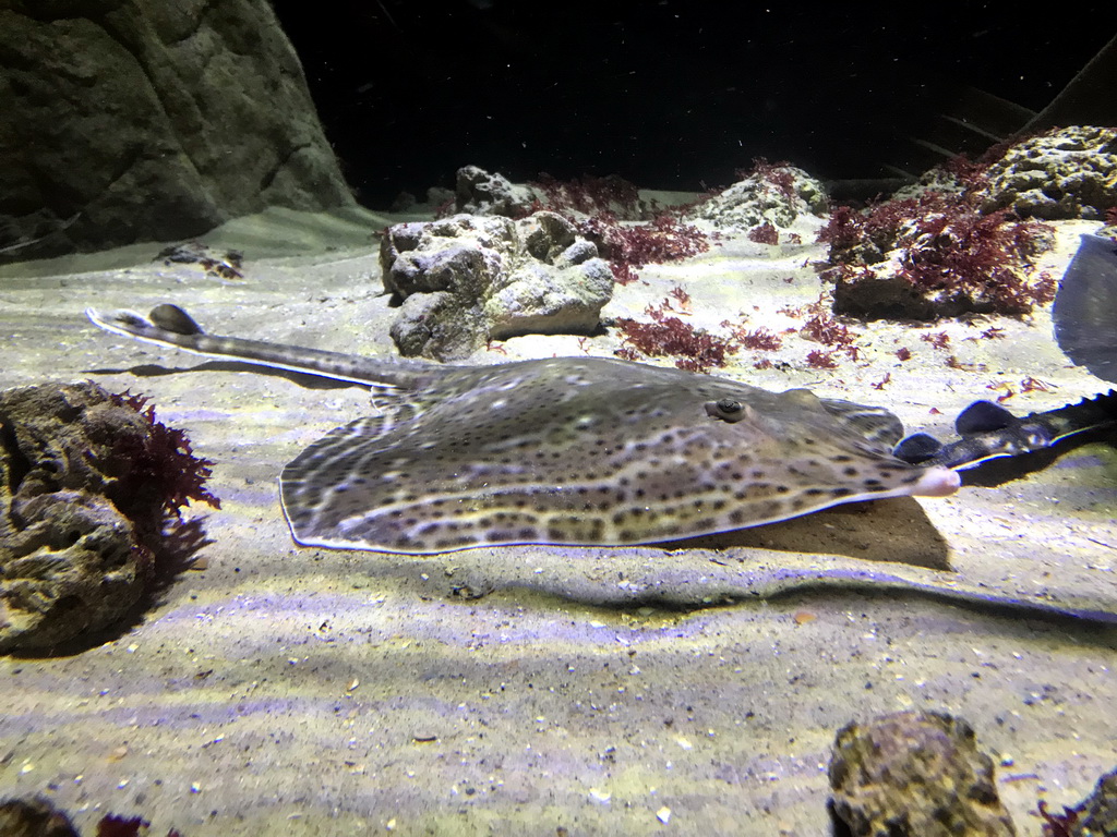 Stingray at the Aquarium of the Antwerp Zoo