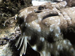 Head of a Spotted Wobbegong at the Aquarium of the Antwerp Zoo