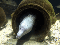 Moray Eel at the Aquarium of the Antwerp Zoo