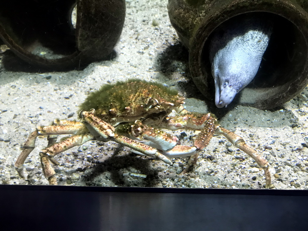 Crab and Moray Eel at the Aquarium of the Antwerp Zoo