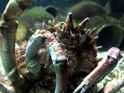 Crab at the Aquarium of the Antwerp Zoo