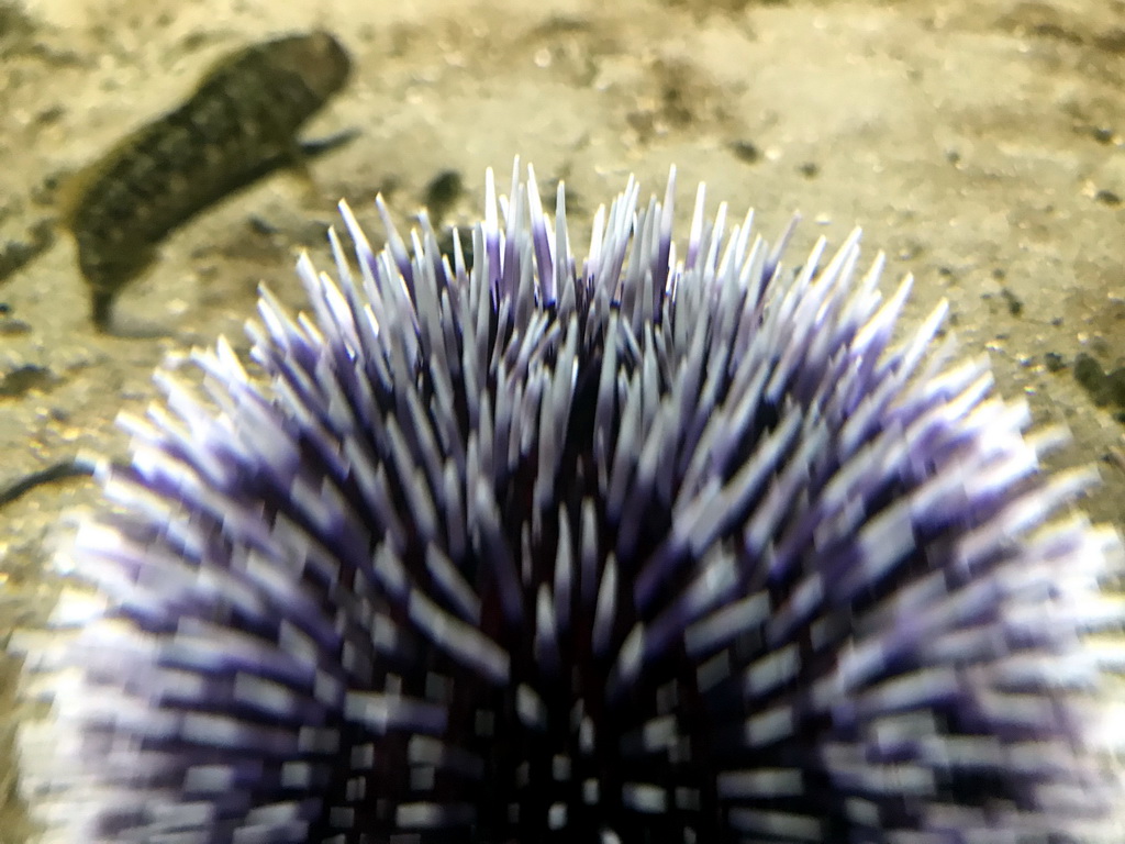 Sea Urchin at the Aquarium of the Antwerp Zoo