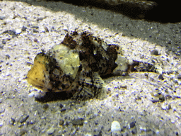 Fish at the Aquarium of the Antwerp Zoo