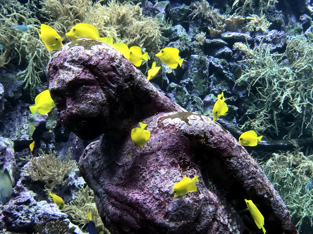 Fish, coral and a ship wreck at the Reef Aquarium at the Aquarium of the Antwerp Zoo