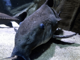 Fish at the Aquarium of the Antwerp Zoo