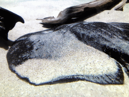 Fish at the Aquarium of the Antwerp Zoo