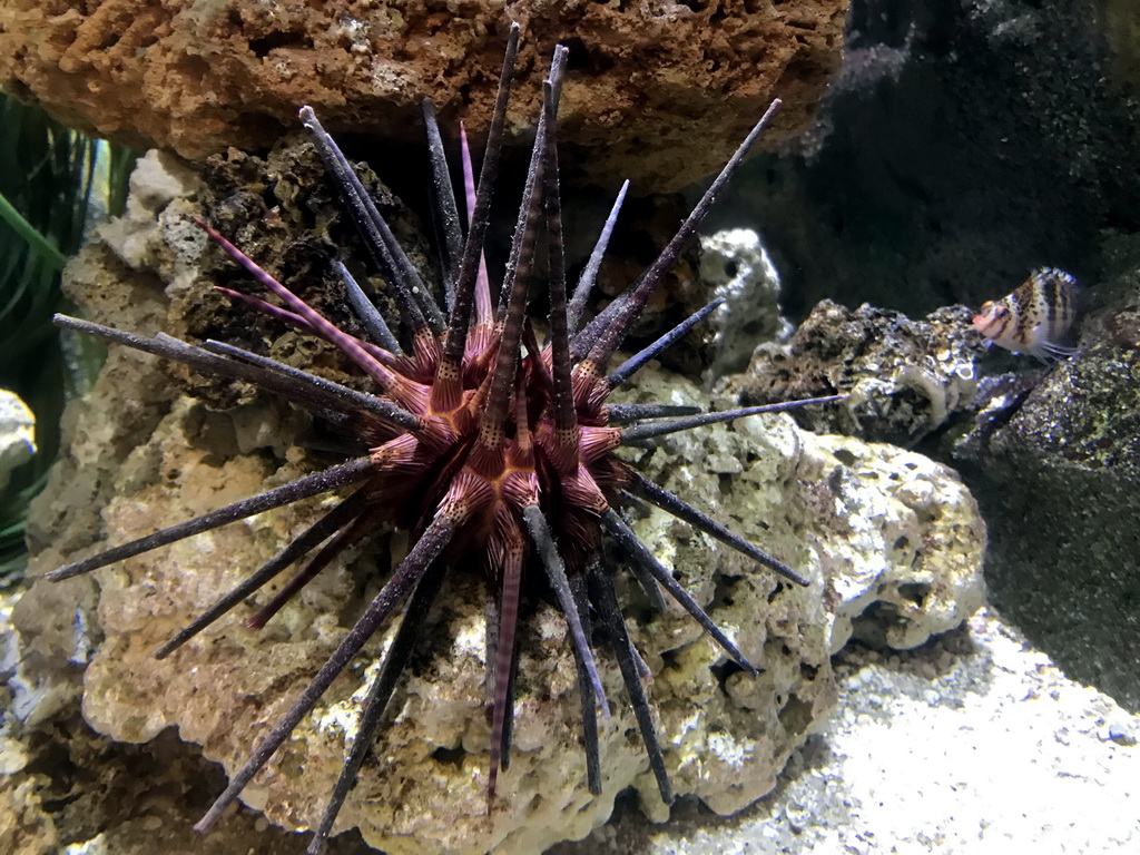 Sea Urchin at the Aquarium of the Antwerp Zoo